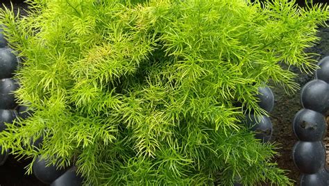 日本參樹風水|風水×庭木のヒント9選【植えてはいけない木や植えると良い木。